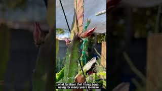 How to make epiphyllum bloom