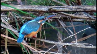 カワセミ狛江地区お母さん 2024 10 13 #カワセミ #野鳥 #birds #wildlife #nature #自然観察ぶらり散歩