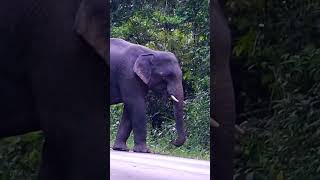 ภูผา ลีลาที่ไม่ธรรมดา #wildlife #เขาใหญ่ #nature #elephant #ช้างป่า #news