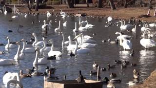 水戸市 大塚池公園　白鳥2012-01-04 　VoL.1