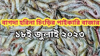 বাগদা হরিনা চিংড়ির পাইকারি বাজার Bagda Harina Shrimp Wholesale Market ১৮ই জুলাই ২০২৩