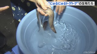 「にゅるにゅる」や「トゲトゲ」したユニークな生物が集合　水族館で企画展