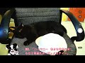 22  「ハーモニー  静かな音楽に合わせて黒猫がポーズ」メロディー」