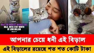 বিশ্বের সবচেয়ে ধনী বিড়ালের ৯৮০ কোটি টাকা ছাড়াও যা আছে।The world's richest cat has 980 crore taka।