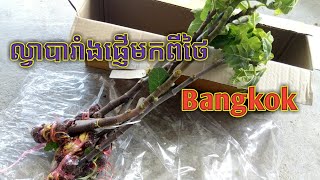 ល្វាបារាំងពូជថ្មីកម៉្មង់មកពីថៃ(Bangkok)