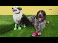 Crocs tap new market with line of shoes designed for dogs