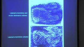 3. The lateral geniculate nucleus and the visual cortex