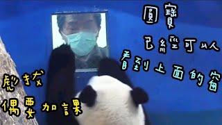 圓寶站超直在偷看窗外，圓寶有話要跟彪爸說🤣|熊貓貓熊The Giant Panda Yuan Yuan and Yuan Bao|台北市立動物園