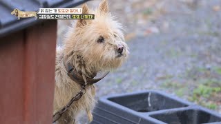 [선공개] 세상에 나쁜 개는 없다 - 닭 잡는 개 또또와 할머니