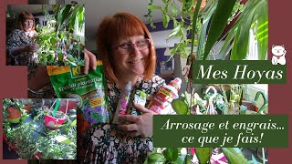 Mes HOYAS 🌿Arrosage et Engrais | Comment je les entretiens😊