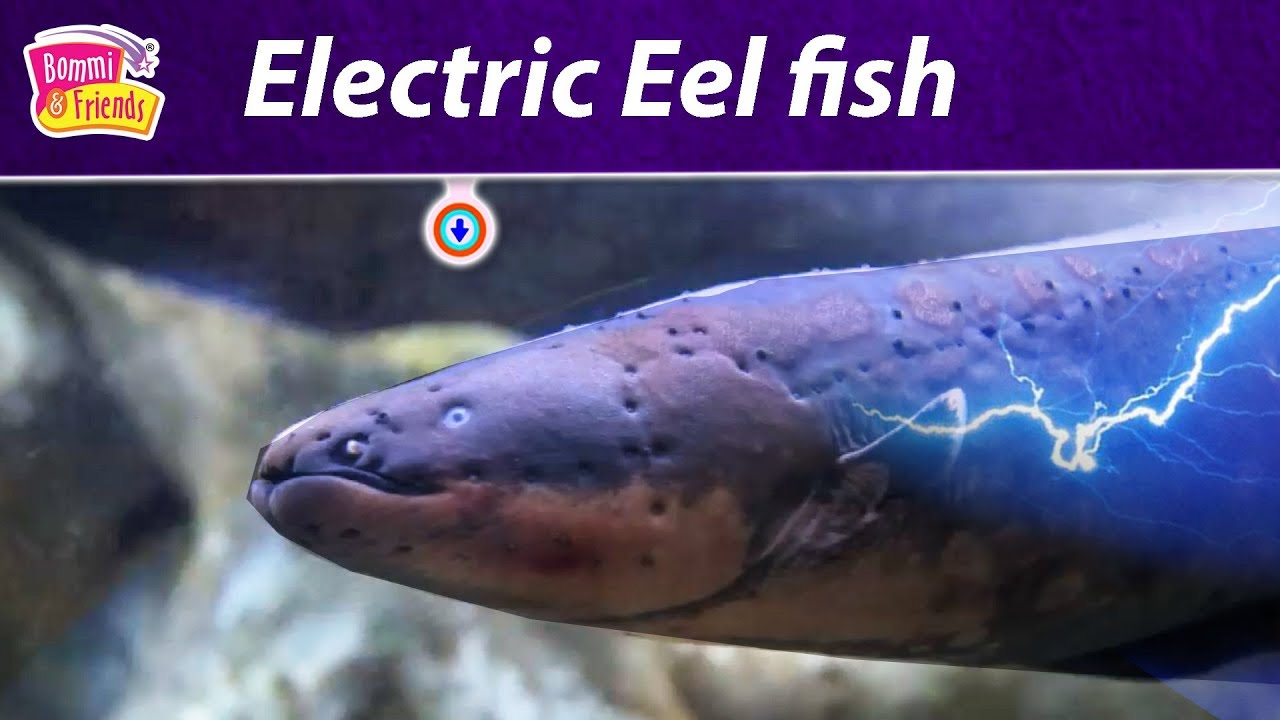 Electric Eel Facts For Kids Kids Matttroy