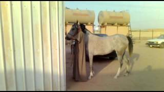 BREAKING ( STARTING ) THE ARABIAN FILLY ALNAAMAH / عسف المهره العربية الجزيرية النعامه