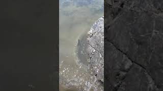C&R of middle fork Eel river steelhead