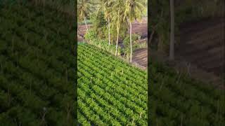 Beautiful Chilli Farm🌶 🔥#short #indianfarmer #kisan  #farmer #reels