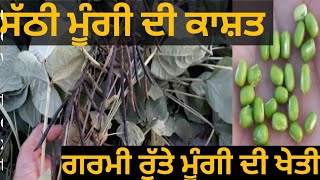 ਸੱਠੀ ਮੂੰਗੀ || ਮੂੰਗੀ ਖੇਤੀ || Green Gram Organic Cultivation ||