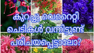 വിലക്കുറവിന്റെ മേള 🥳🥳 oder now 7907204971