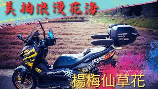 北部季節限定美拍點｜仙草花也太漂亮了｜XMAX