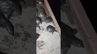 放生乌龟们Liberate Turtles 🐢 ♥️ ❤️ 💖