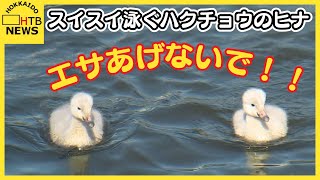 飛べないハクチョウが営巣　親鳥とヒナが仲良くスイスイ「接触は控えて」苫小牧市