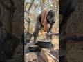 Incredible moment in the forest Hadzabe man cooking for his wife