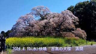 印西市　吉高の大桜