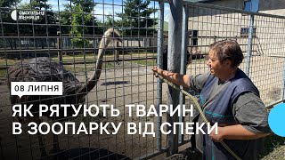 Як у вінницькому зоопарку допомагають тваринам впоратися зі спекою