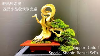 [雅風展応援 ! 売店紹介] 逸品盆栽紹介  [Gafu support, Shop introduction] Special Bonsai sells