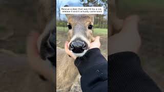 Rescue a deer that was hit by a car, release it and it actually came back.#animals #animalrescue