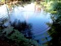 Ripples on a pond