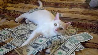 Money Hoarding Thug Cat!