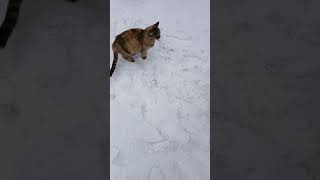 고양이 🐱 해상이 ~~ 설연휴ㆍ안전운전   올해도 건강해라  귀여운 냥이