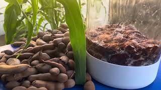 ഓസ്ട്രേലിയൻ പുളി മരം / Australia Tamarind Fruit