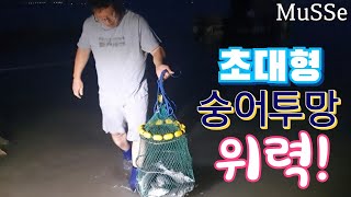 서해 새로운 양어장에 대형투망을 던졌습니다! cast net.cast net fishing 투망