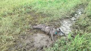 Crom loves mud puddles