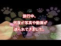 再会！ペットホテルで一泊 留守番する柴犬😭🌇安心の宿『ペットサロン シュガー＆ソルト』