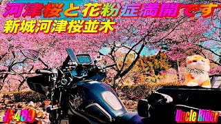 【Motovlog】河津桜と花粉症満開です　Uncle Rider ツーリングレター　＃489