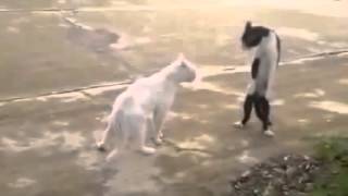 funny video funny animal videos, funny cats Compilation 2015