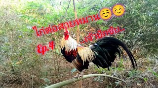 ต่อไก่ป่า(เจ้าปักชัยep4)23/12/65