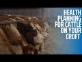 Health Planning for Cattle on your Croft