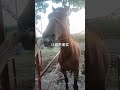 Best Wild Horses Wild Horse #Animals #Shorts 2611