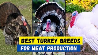 Top 10 Best Turkey Breeds For Meat