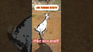 No1 क्वाल्टी में प्रेगनेंट बरबरी बकरी फोर सेल #shortvideos#youtubeshorts#trendingshorts#बरबरीबकरी