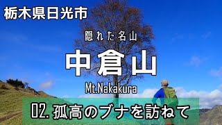 【登山】中倉山  02「孤高のブナを訪ねて」