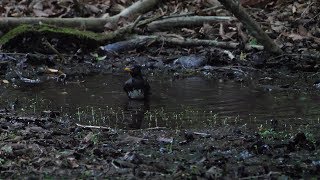 山中湖 大洞の泉のクロツグミ（雄）の水浴び　その２６（4K60P動画）