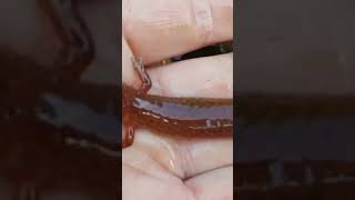 Learn more about lungless salamanders in this full video!