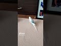 jump！から～のシュート⚽️コロコロ…これってゴールですか？w。 セキセイインコ セキセイインコのいる暮らし チャム birds グルメ ハルクイン サッカー好き 小鳥