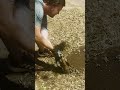 Cute Armadillo Rescued From Hole!