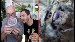 L' ARAIGNÉE la plus KAWAII du MONDE ! Phidippus regius [ Ft Grand Tom ]