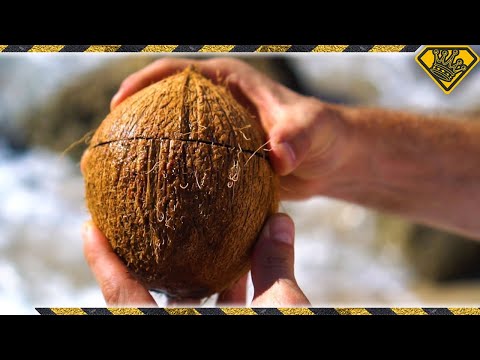 How To Open Coconuts Without Any Tools How To Open Coconuts Without Any Tools