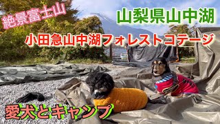 【愛犬とキャンプ】小田急山中湖フォレストコテージ🐶富士山絶景🗻